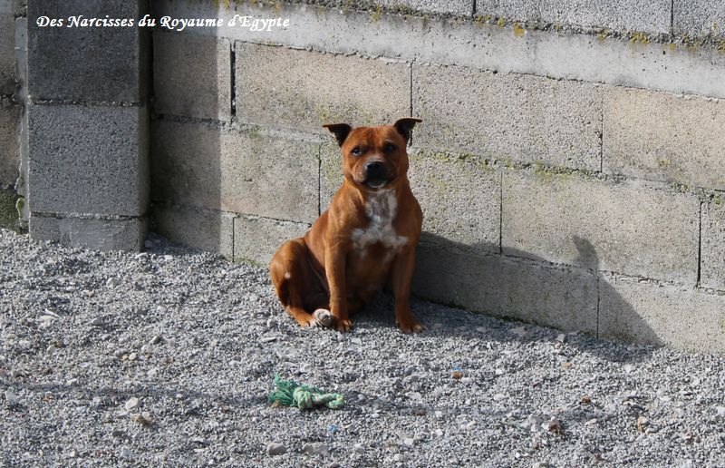 Les Staffordshire Bull Terrier de l'affixe Du Coeur Des Terres