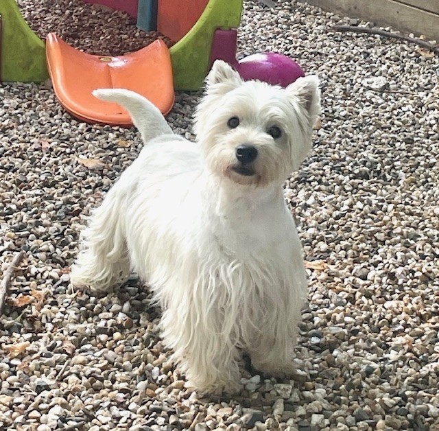 Les West Highland White Terrier de l'affixe Du Coeur Des Terres