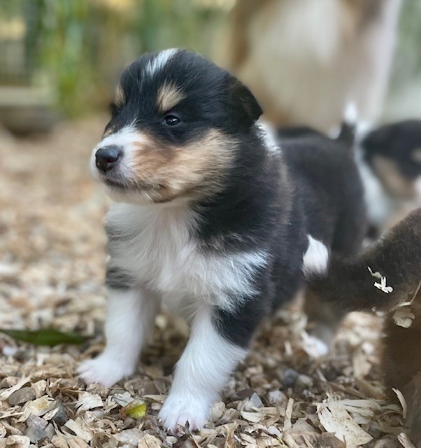 Du Coeur Des Terres - Chiot disponible  - Colley à poil long