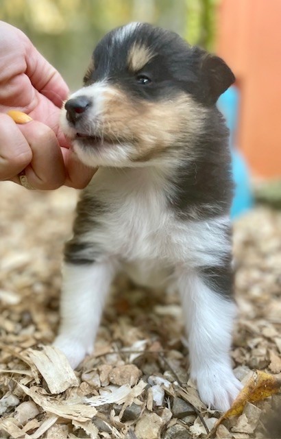 Du Coeur Des Terres - Chiot disponible  - Colley à poil long