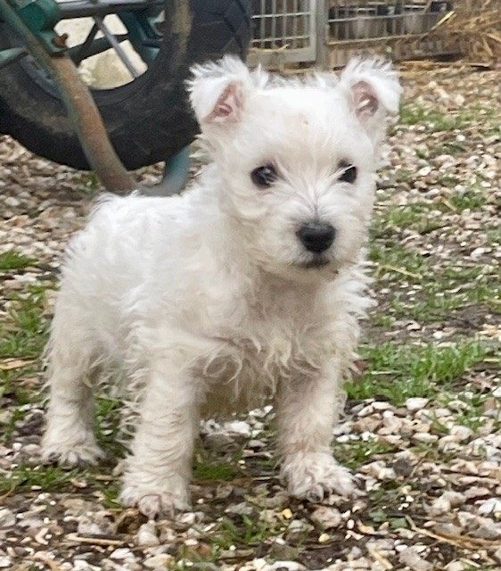 Du Coeur Des Terres - Chiot disponible  - West Highland White Terrier