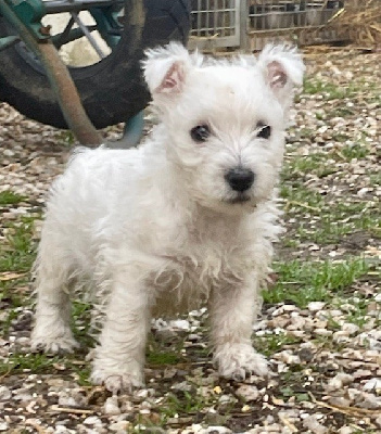 Du Coeur Des Terres - West Highland White Terrier - Portée née le 18/08/2024