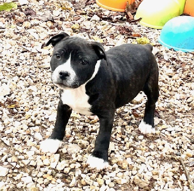 Du Coeur Des Terres - Staffordshire Bull Terrier - Portée née le 06/09/2024