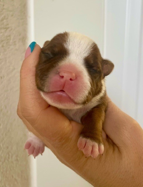 Du Coeur Des Terres - Chiot disponible  - Staffordshire Bull Terrier