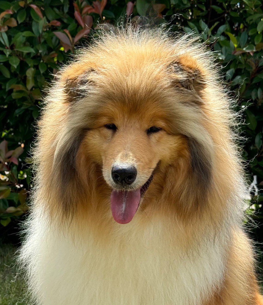 Pocahontas del valle de los leones