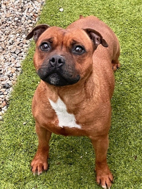 skilful dogs Devoted paola