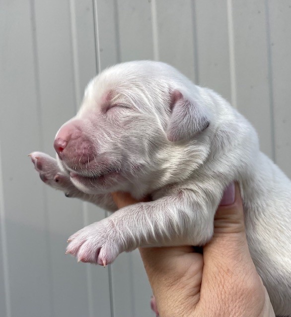 Du Coeur Des Terres - Chiots disponibles - Golden Retriever