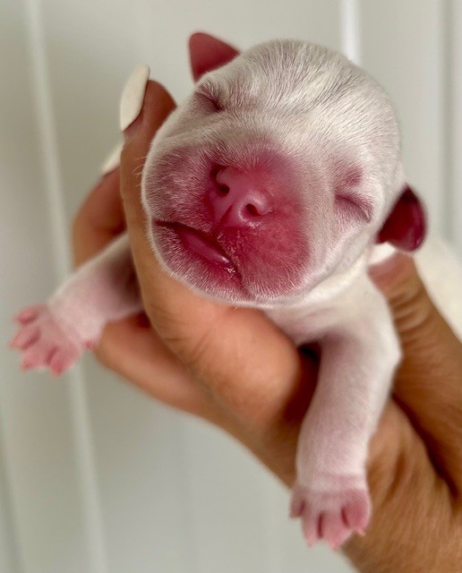 Du Coeur Des Terres - Chiots disponibles - Staffordshire Bull Terrier