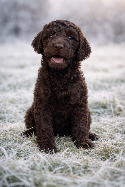 Du Coeur Des Terres - Chiots disponibles - Caniche