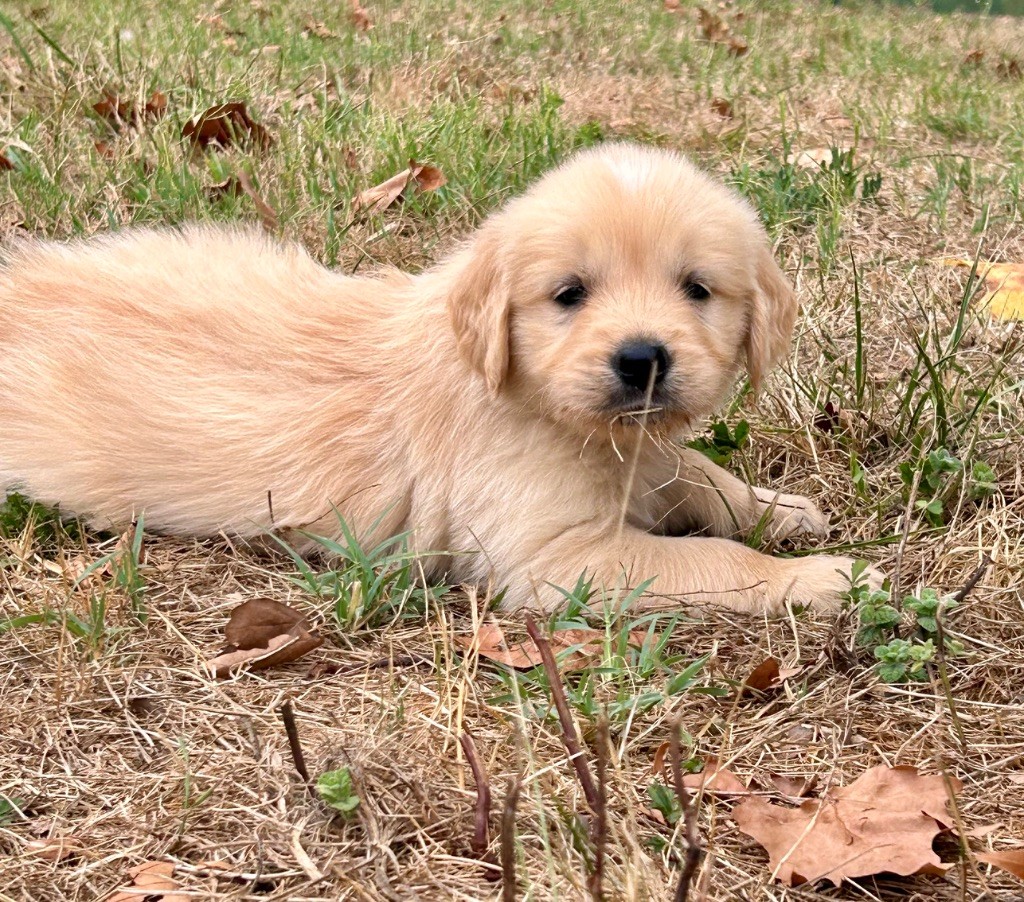 Du Coeur Des Terres - Chiots disponibles - Golden Retriever