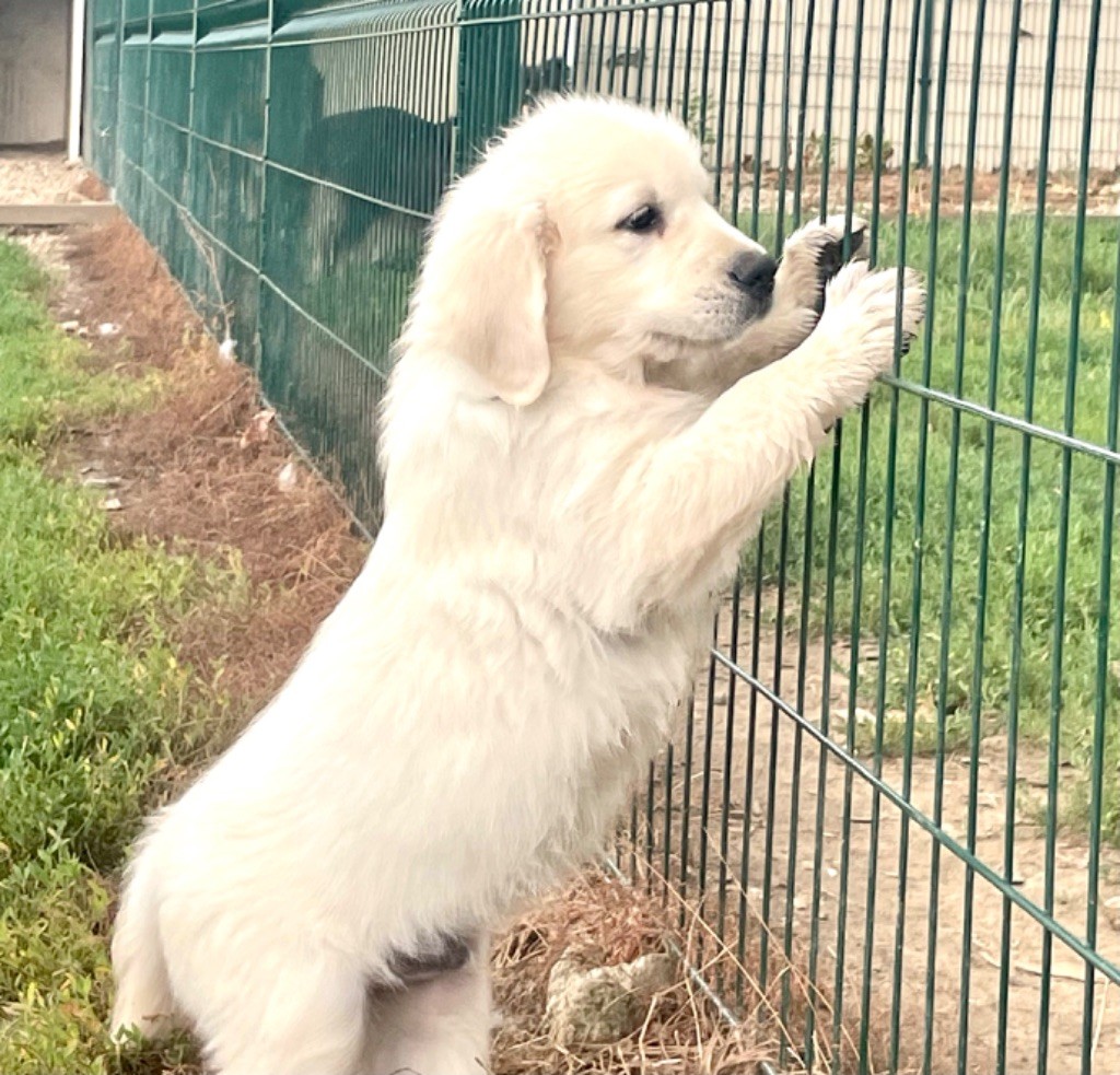 Du Coeur Des Terres - Chiots disponibles - Golden Retriever