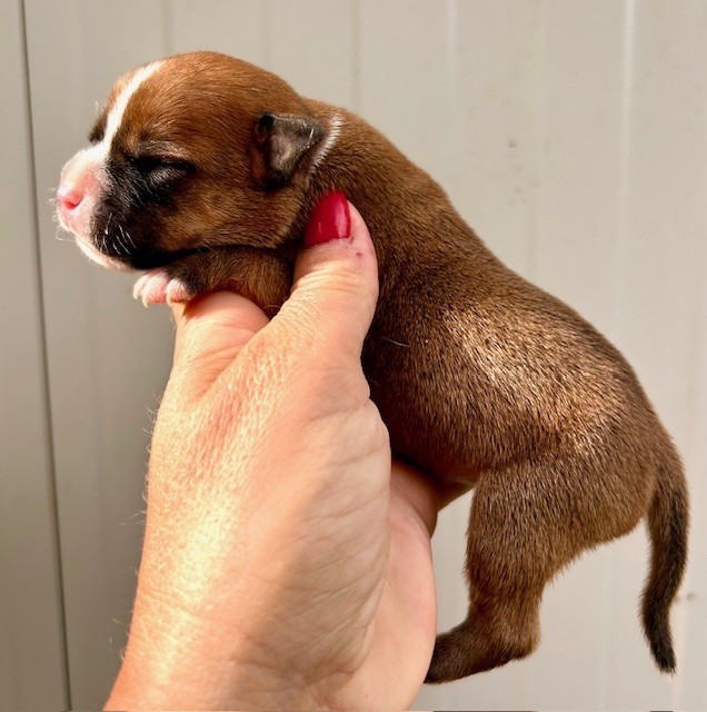 Du Coeur Des Terres - Chiots disponibles - Staffordshire Bull Terrier