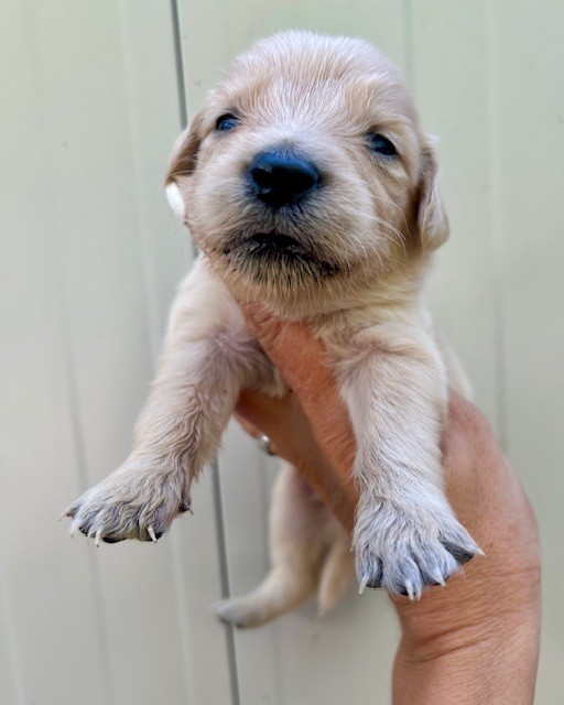 Du Coeur Des Terres - Chiots disponibles - Golden Retriever