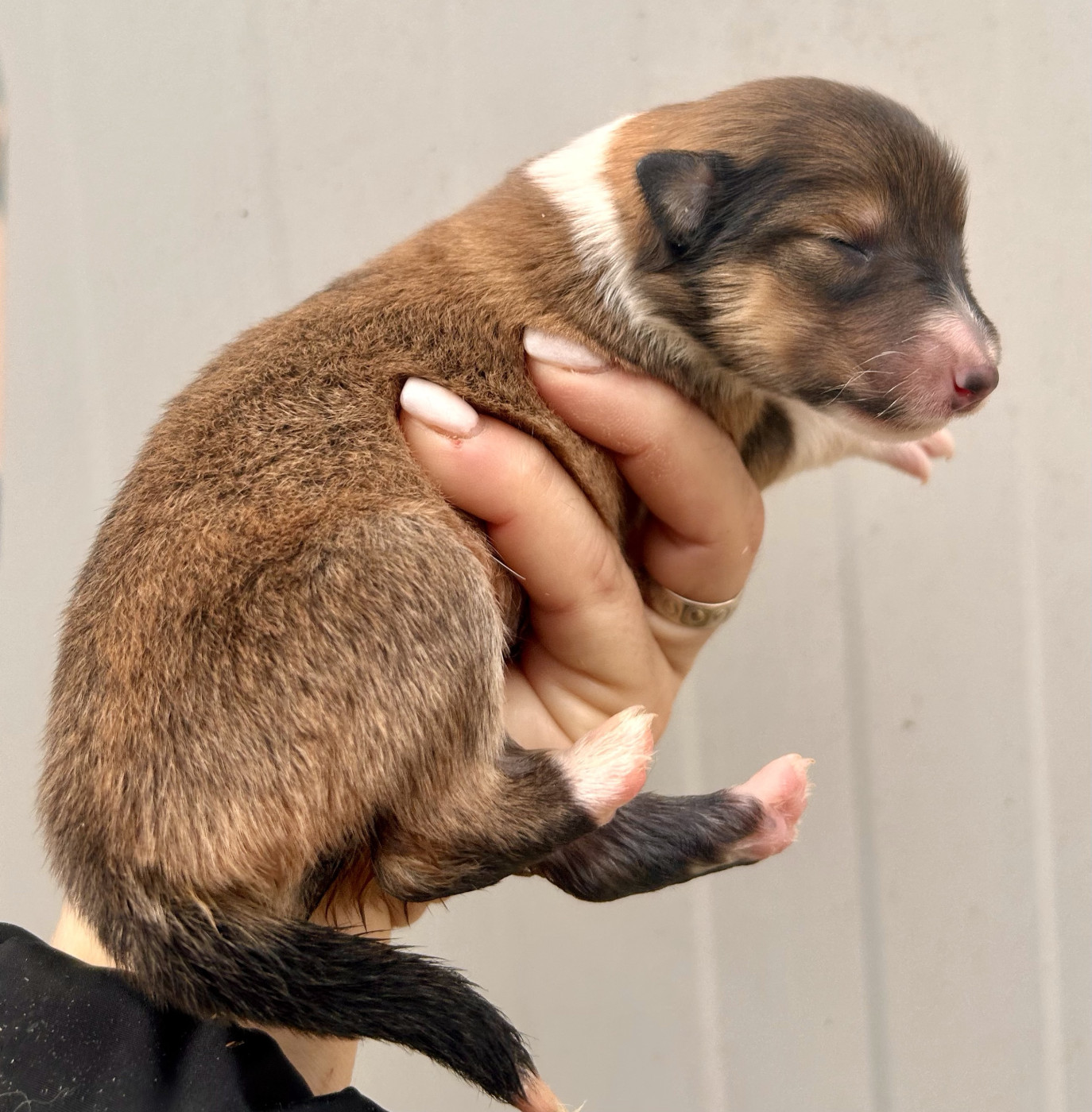 Du Coeur Des Terres - Chiots disponibles - Colley à poil long