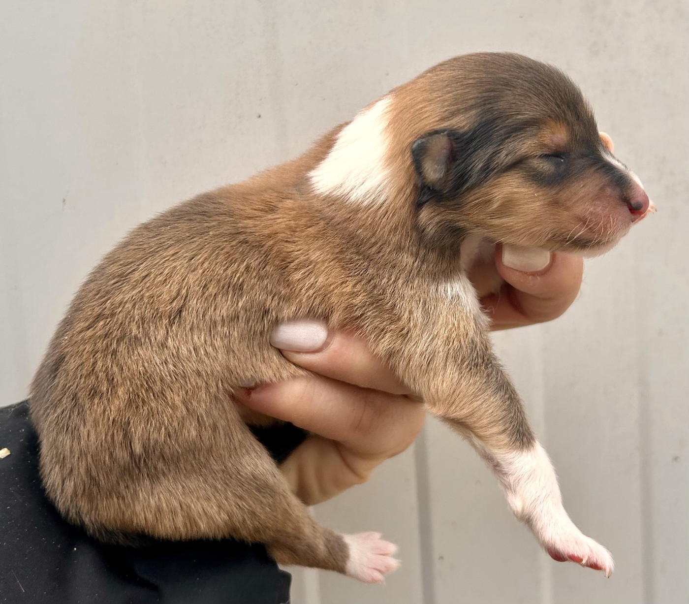 Du Coeur Des Terres - Chiots disponibles - Colley à poil long