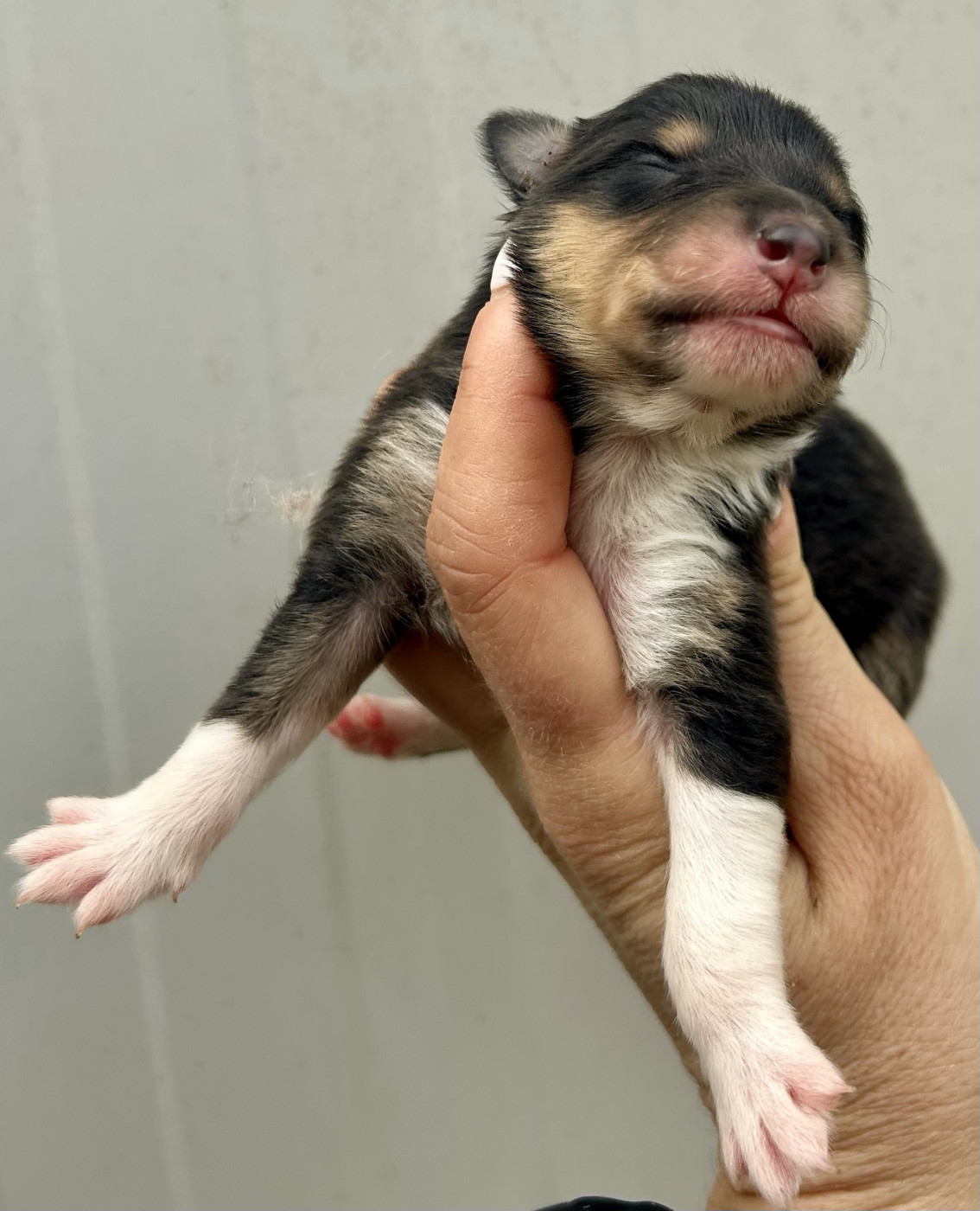 Du Coeur Des Terres - Chiots disponibles - Colley à poil long