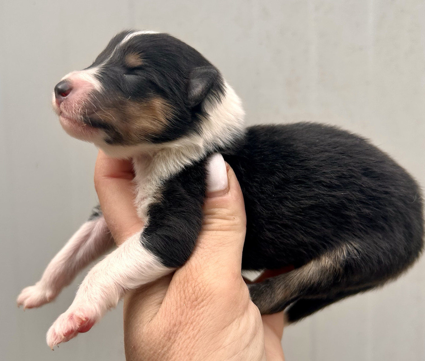 Du Coeur Des Terres - Chiots disponibles - Colley à poil long