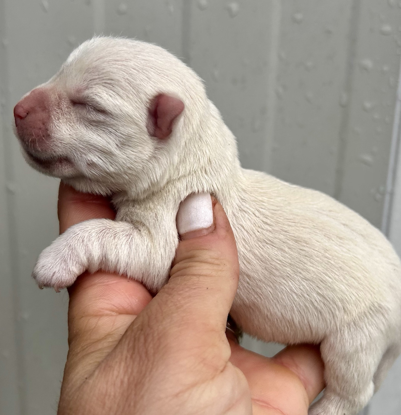 Du Coeur Des Terres - Chiots disponibles - West Highland White Terrier