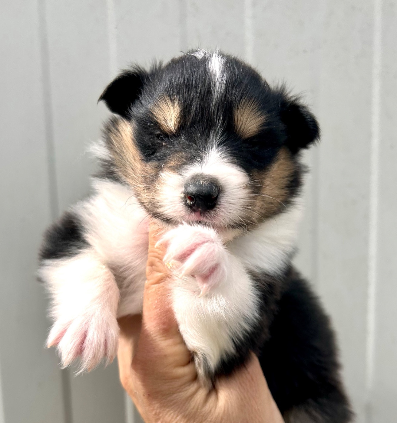 Du Coeur Des Terres - Chiots disponibles - Colley à poil long