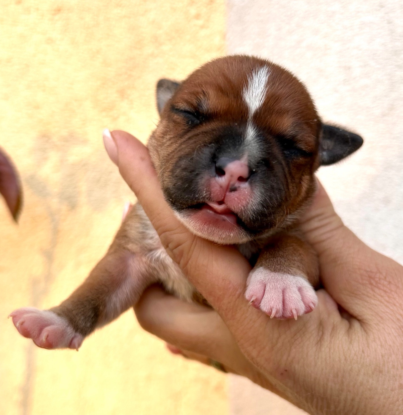 Du Coeur Des Terres - Chiots disponibles - Staffordshire Bull Terrier