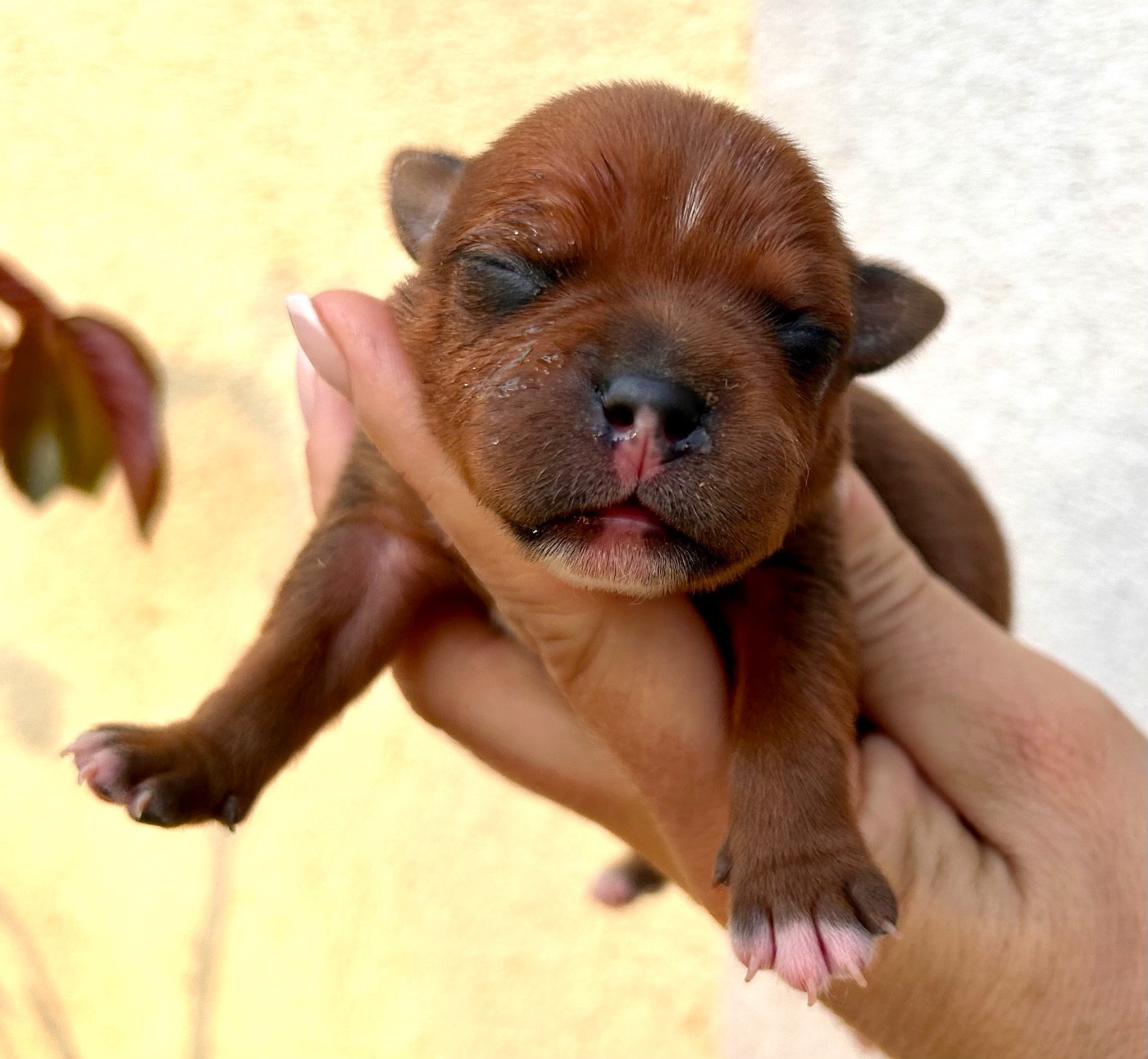Du Coeur Des Terres - Chiots disponibles - Staffordshire Bull Terrier