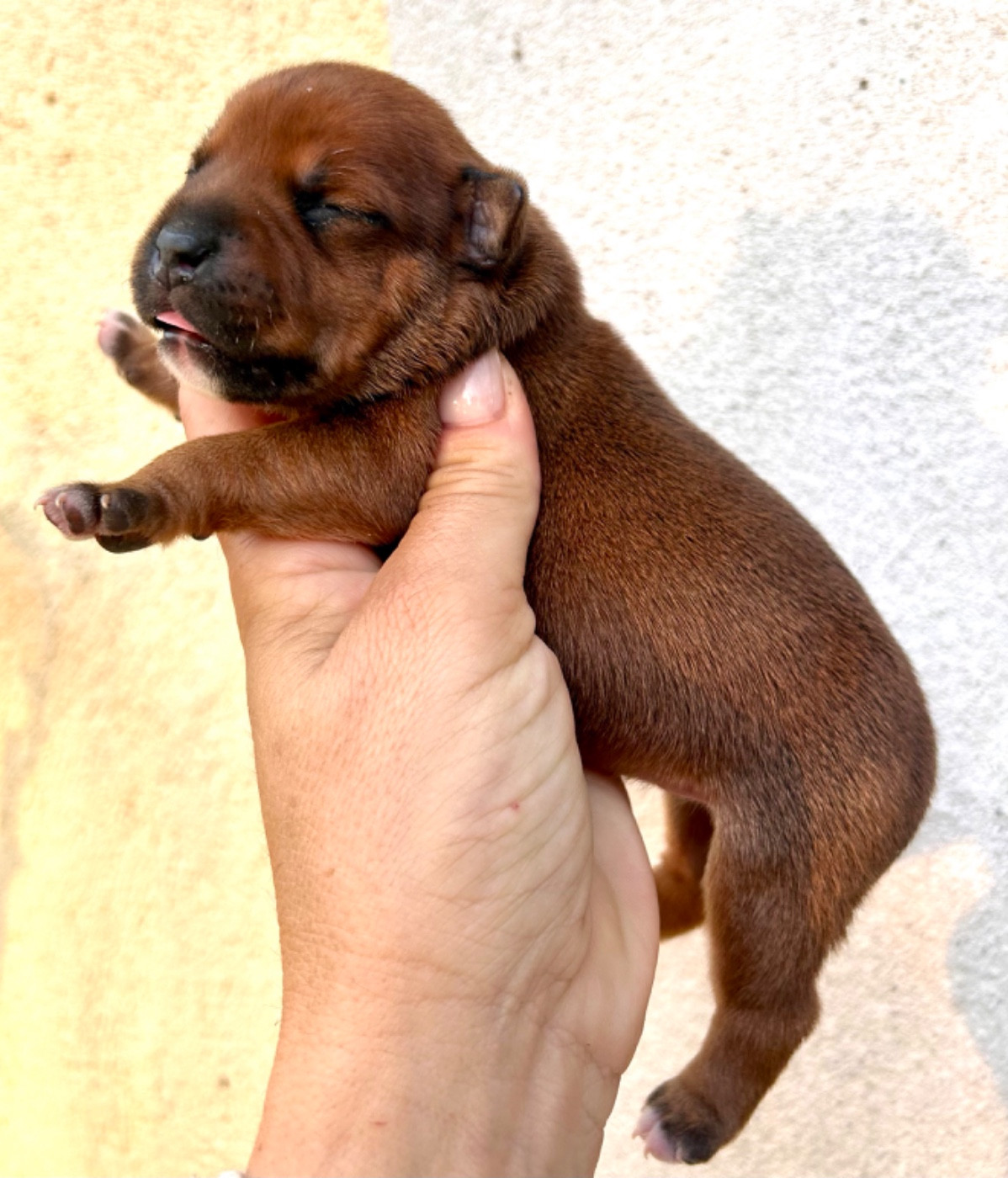 Du Coeur Des Terres - Chiots disponibles - Staffordshire Bull Terrier
