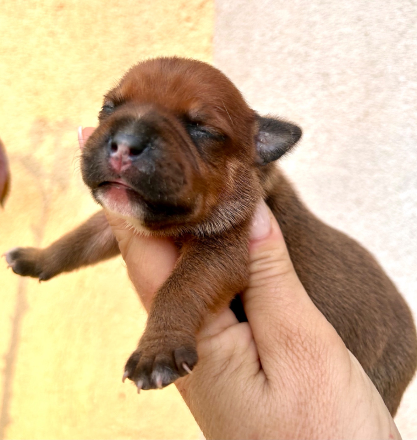 Du Coeur Des Terres - Chiots disponibles - Staffordshire Bull Terrier