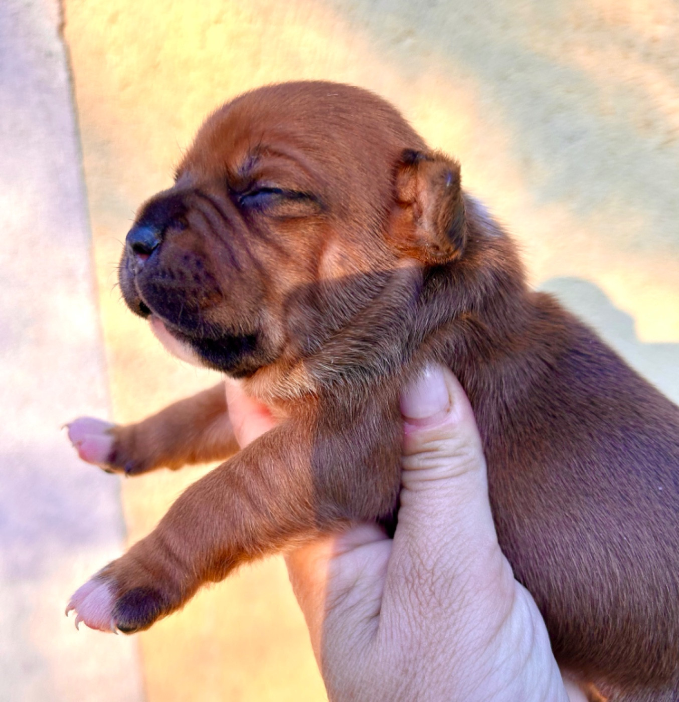 Du Coeur Des Terres - Chiots disponibles - Staffordshire Bull Terrier