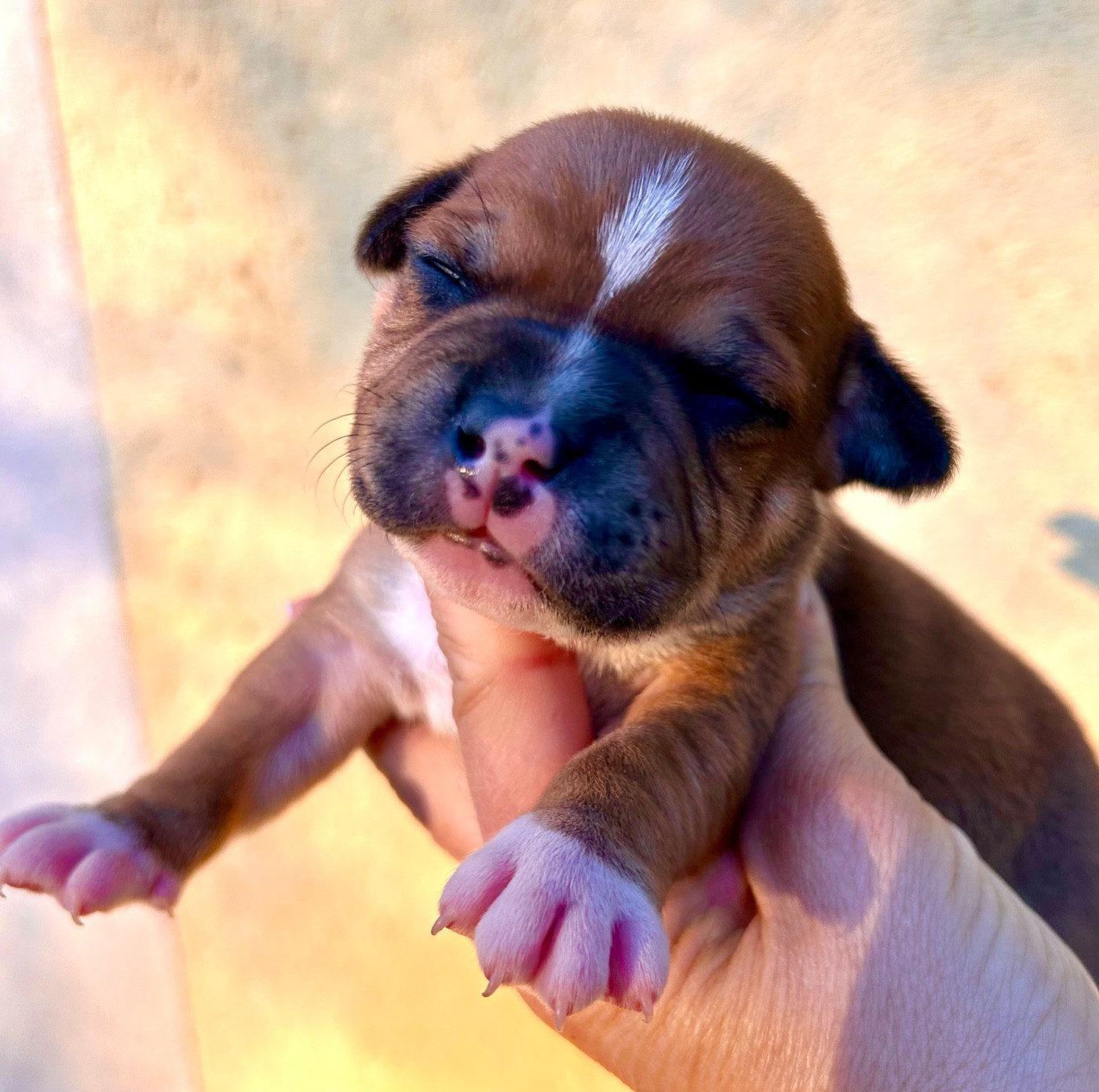 Du Coeur Des Terres - Chiots disponibles - Staffordshire Bull Terrier