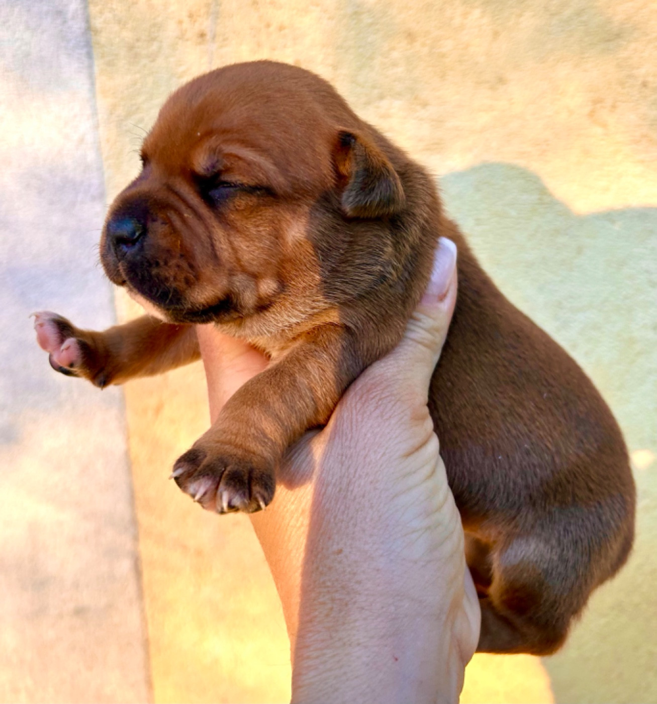Du Coeur Des Terres - Chiots disponibles - Staffordshire Bull Terrier