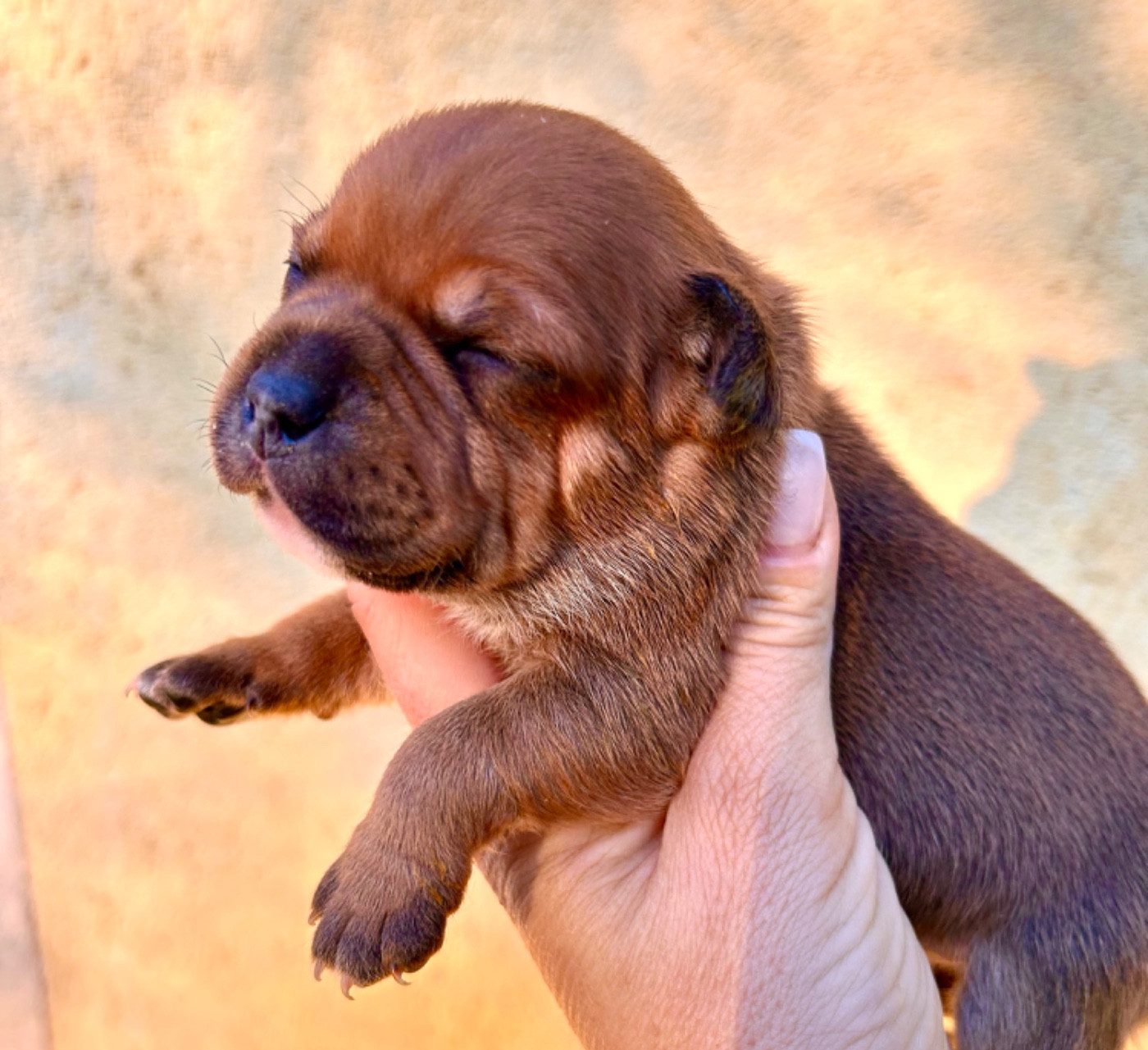 Du Coeur Des Terres - Chiots disponibles - Staffordshire Bull Terrier