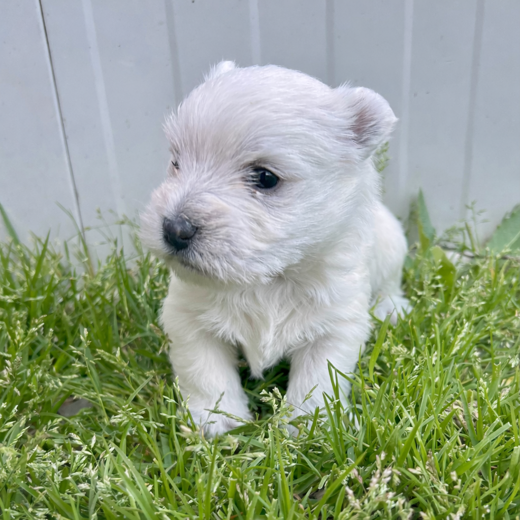 Du Coeur Des Terres - Chiots disponibles - West Highland White Terrier