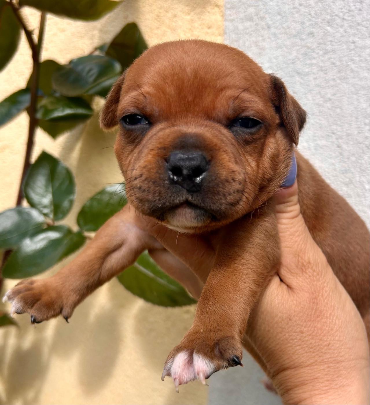 Du Coeur Des Terres - Staffordshire Bull Terrier - Portée née le 02/03/2026