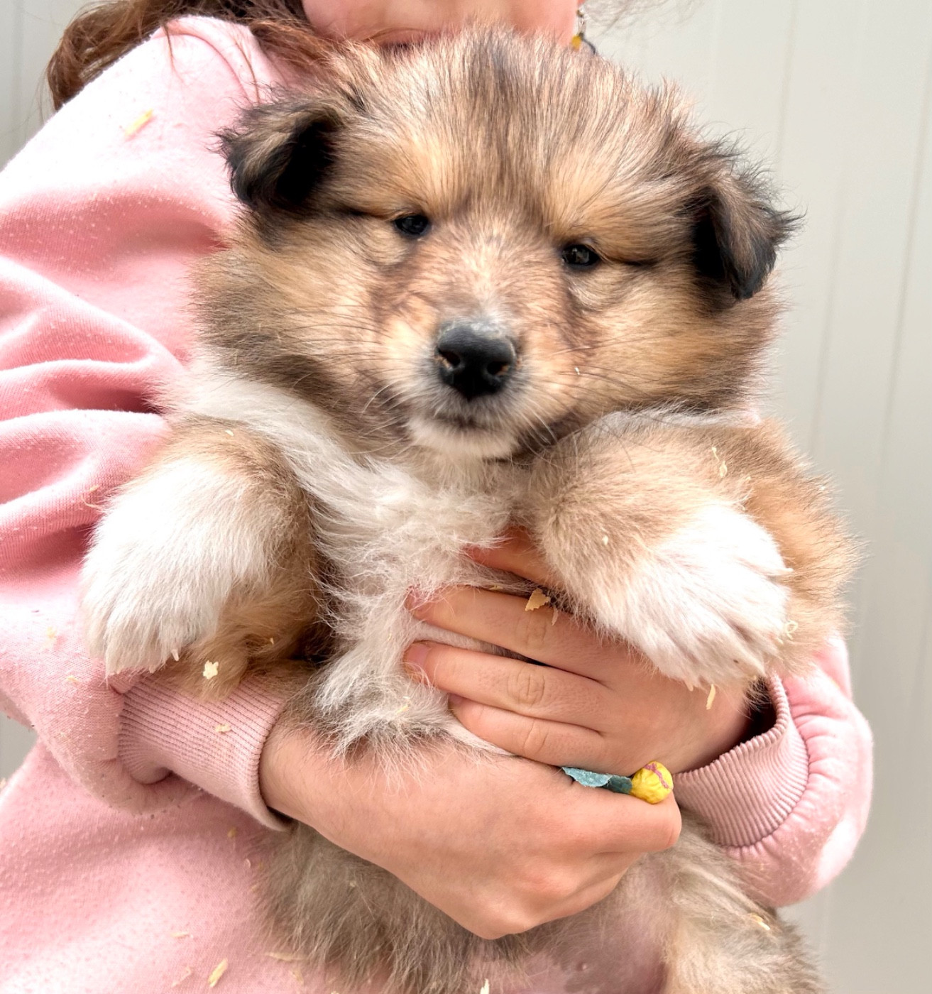 Du Coeur Des Terres - Chiots disponibles - Colley à poil long