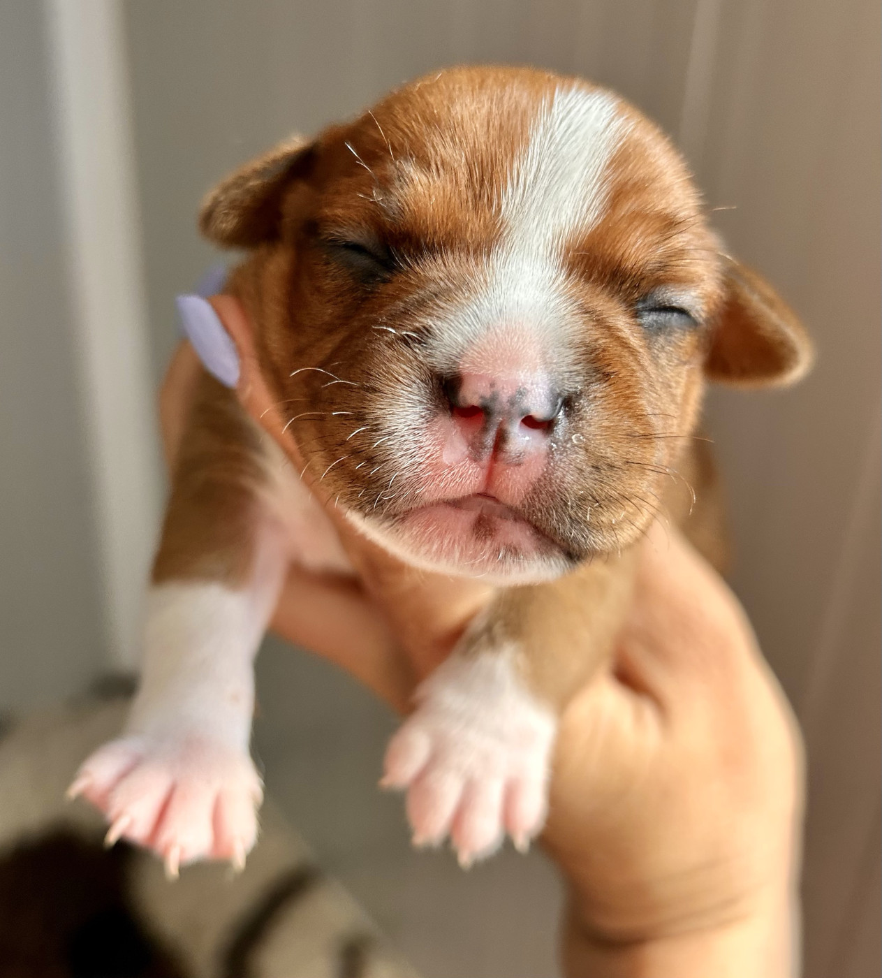 Du Coeur Des Terres - Staffordshire Bull Terrier - Portée née le 28/03/2026