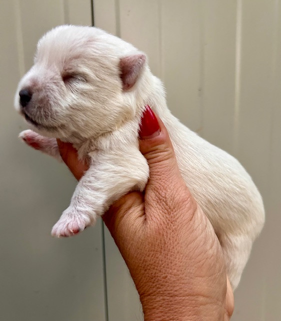 Du Coeur Des Terres - Chiots disponibles - West Highland White Terrier