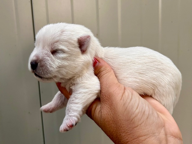 Du Coeur Des Terres - Chiots disponibles - West Highland White Terrier