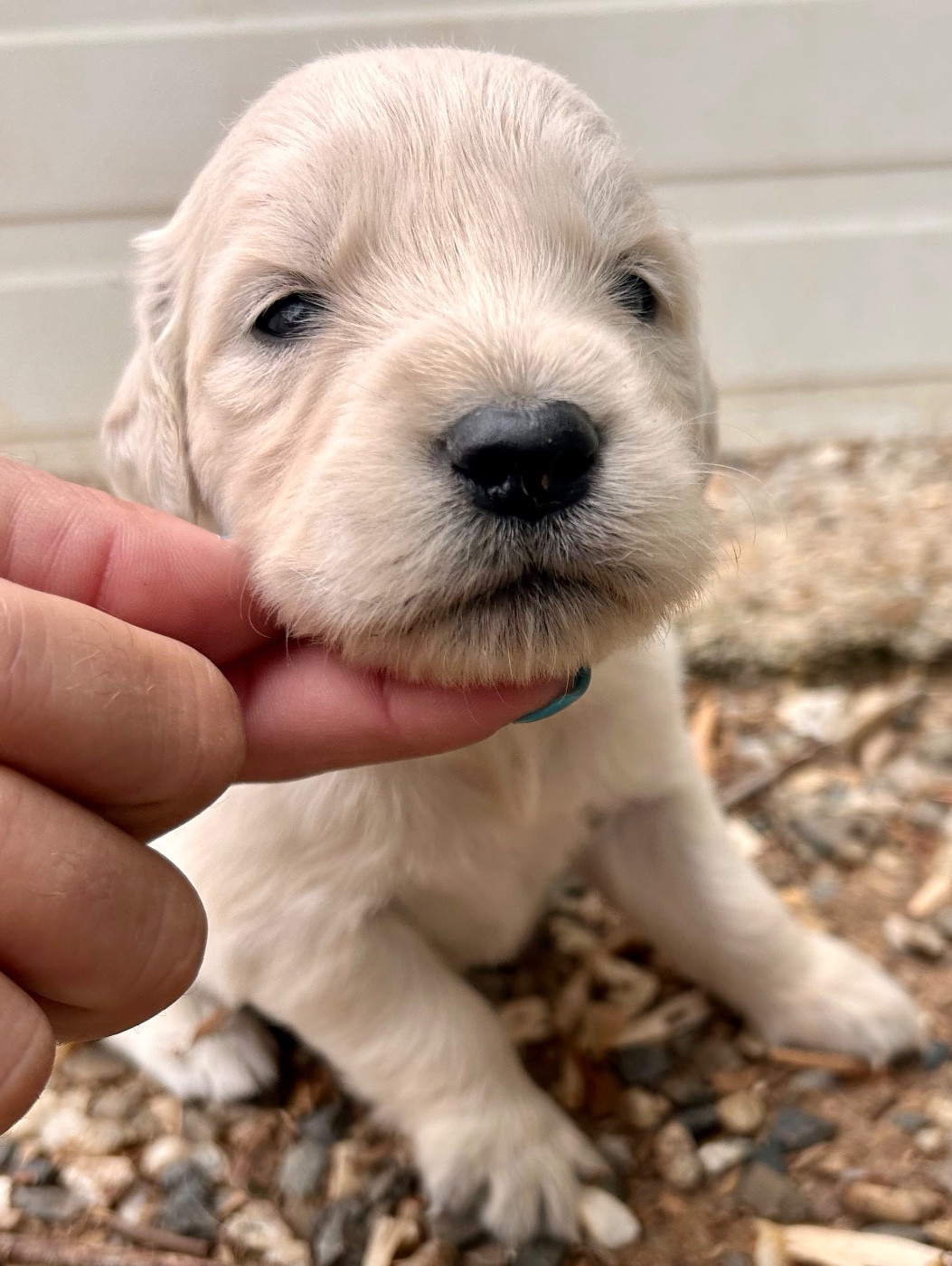 Du Coeur Des Terres - Chiots disponibles - Golden Retriever