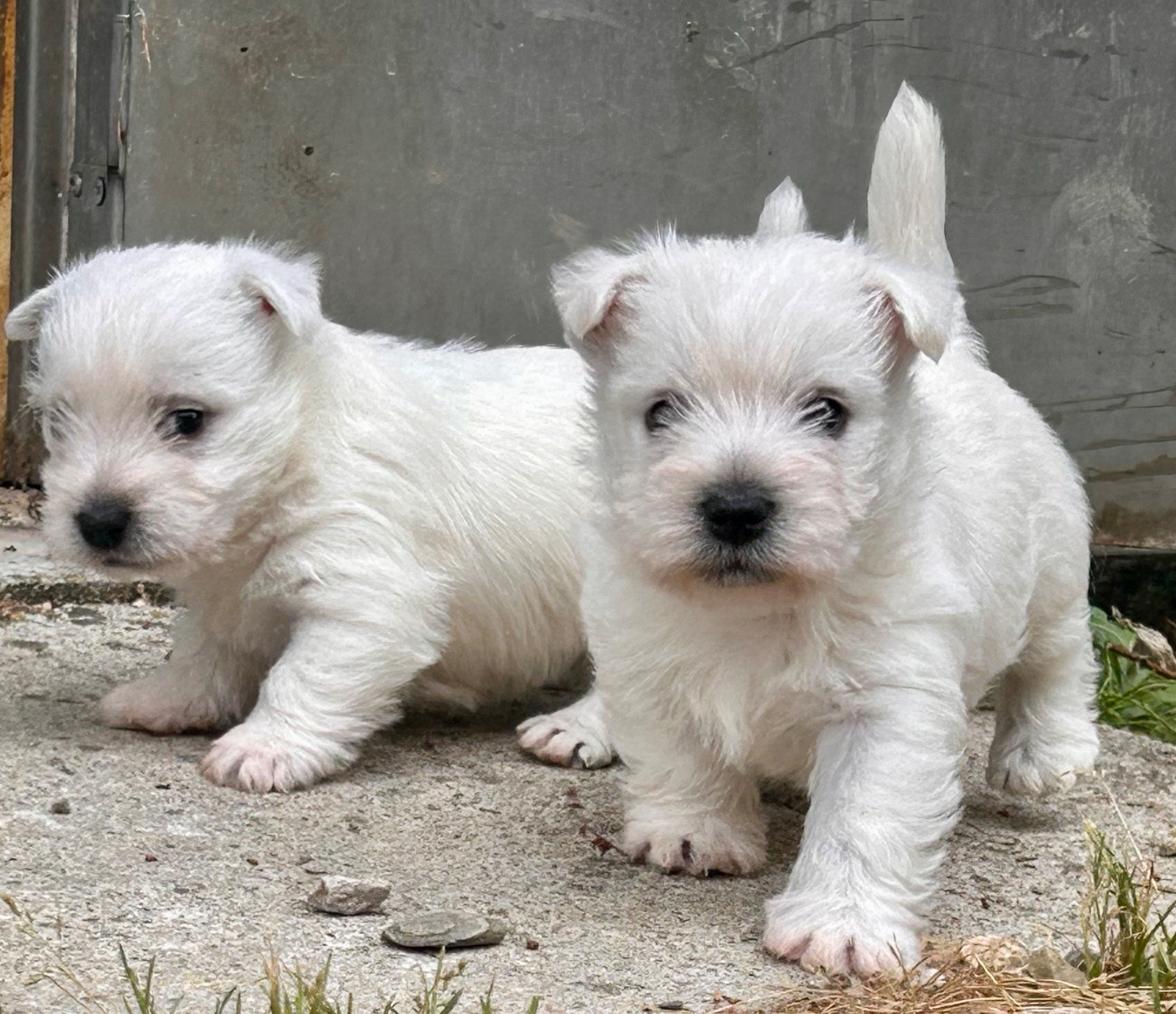 Du Coeur Des Terres - Chiots disponibles - West Highland White Terrier