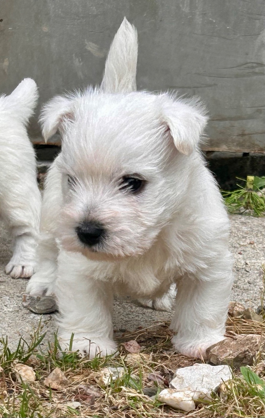 Du Coeur Des Terres - Chiots disponibles - West Highland White Terrier