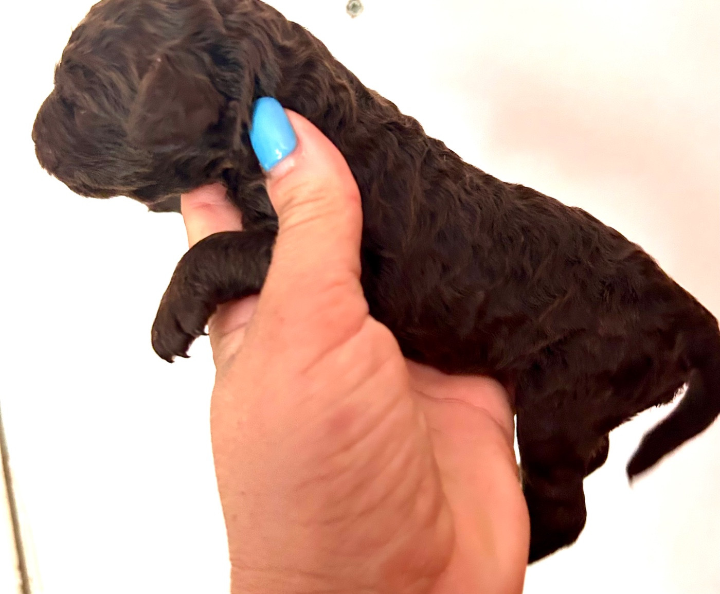 Du Coeur Des Terres - Chiots disponibles - Caniche