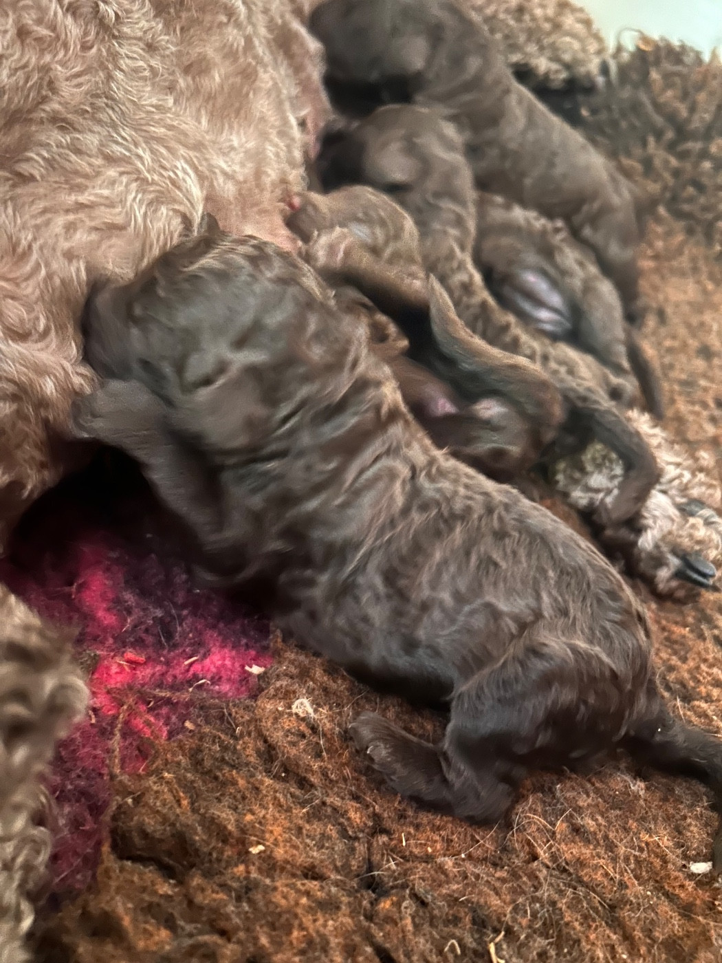 Du Coeur Des Terres - Chiots disponibles - Caniche