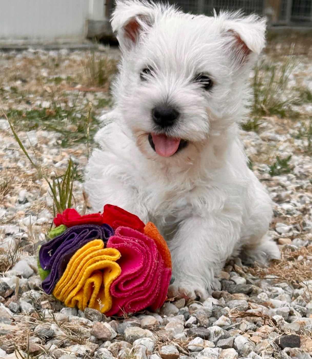Du Coeur Des Terres - Chiots disponibles - West Highland White Terrier