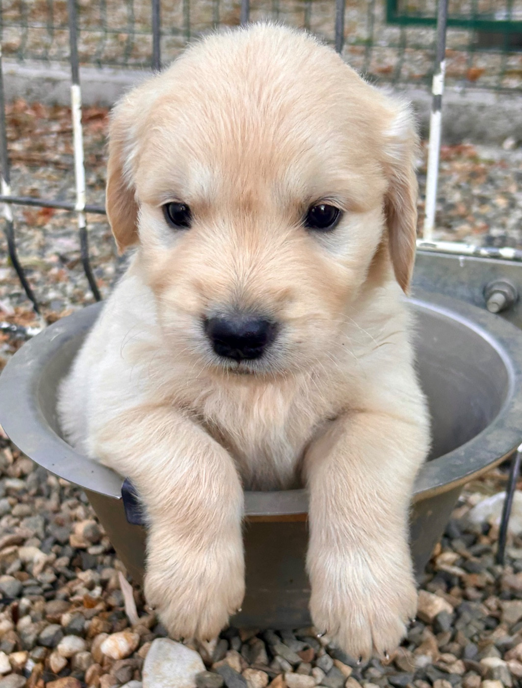 Du Coeur Des Terres - Chiots disponibles - Golden Retriever