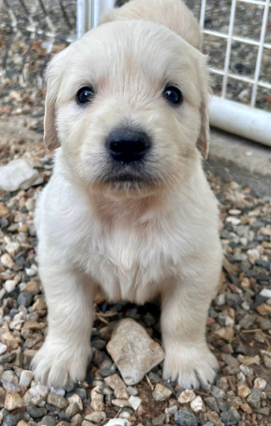 Du Coeur Des Terres - Chiots disponibles - Golden Retriever