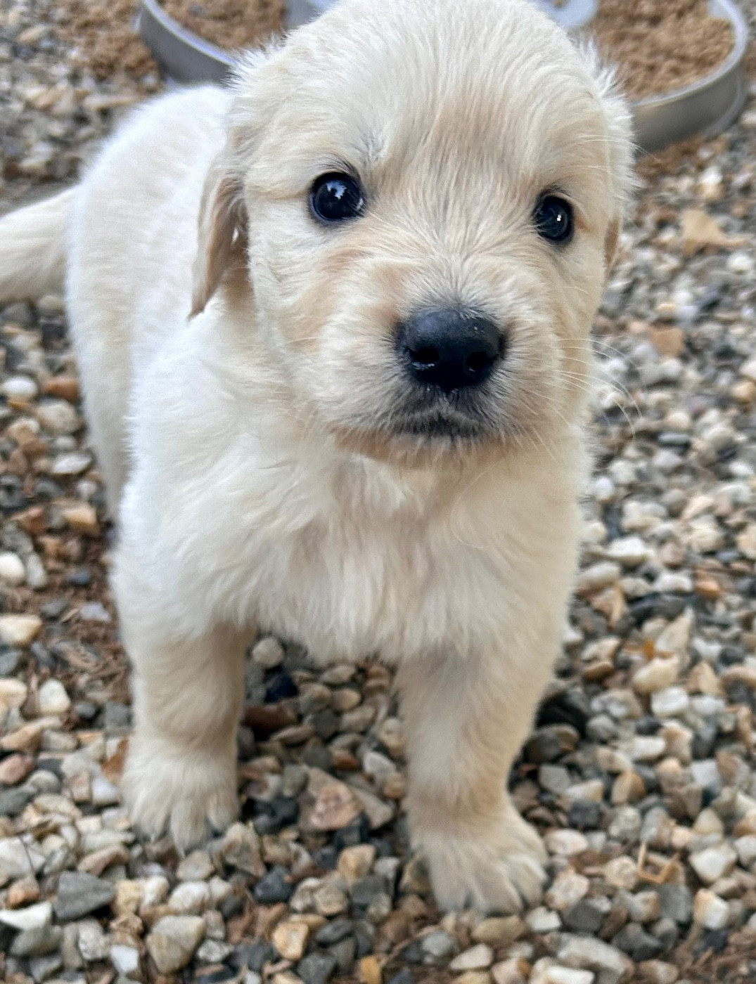 Du Coeur Des Terres - Chiots disponibles - Golden Retriever