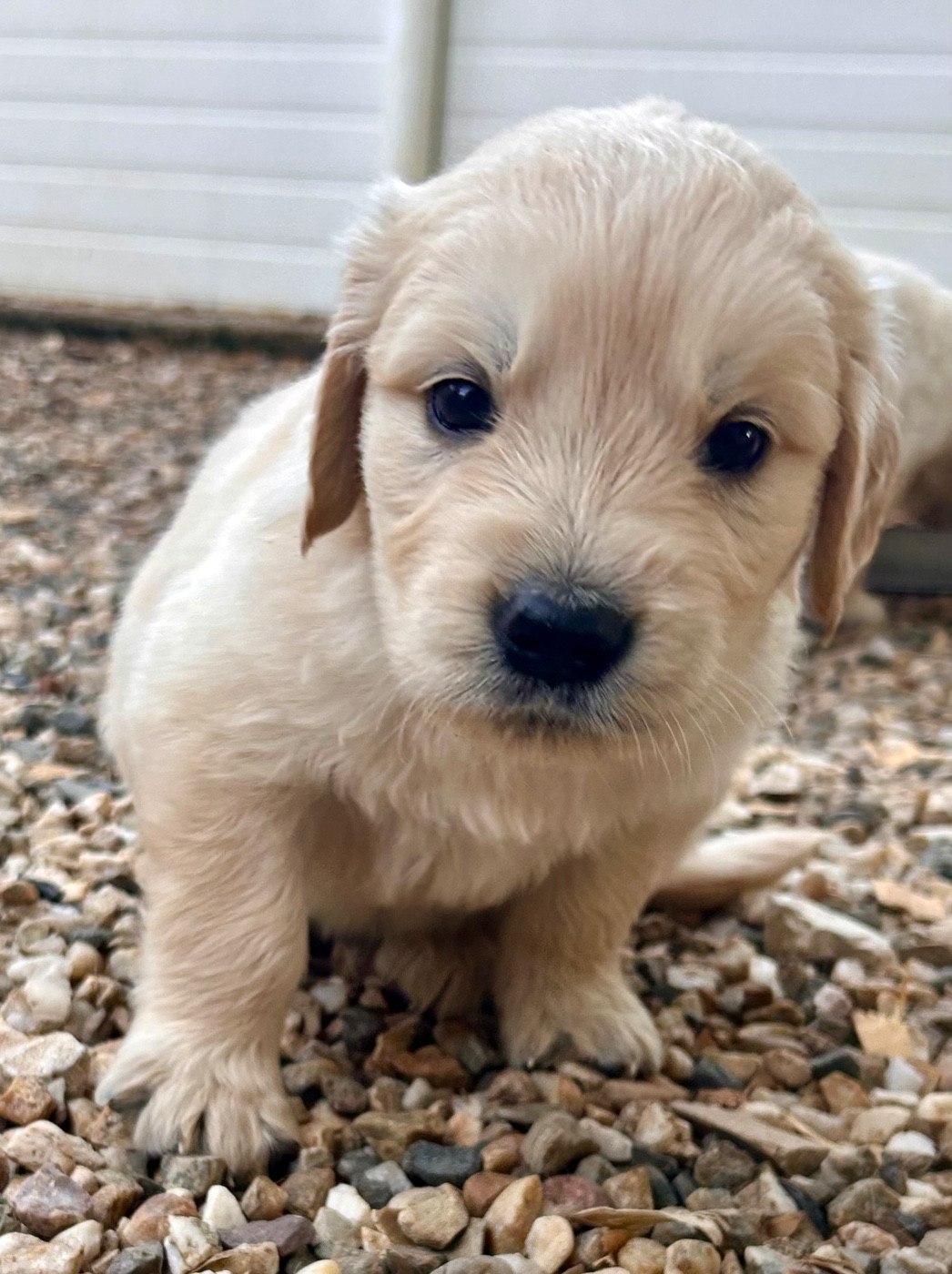 Du Coeur Des Terres - Chiots disponibles - Golden Retriever