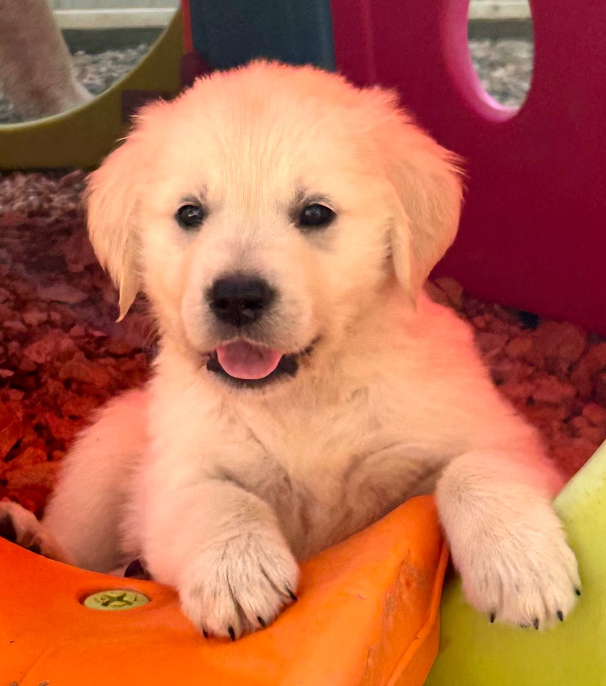 Du Coeur Des Terres - Chiots disponibles - Golden Retriever