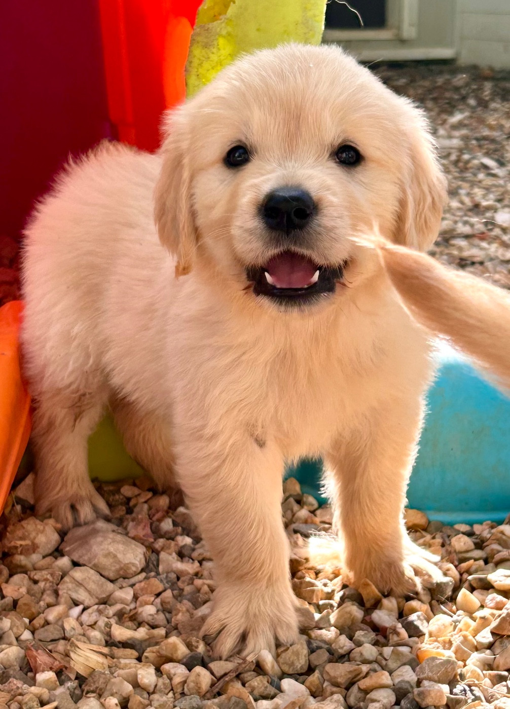 Du Coeur Des Terres - Chiots disponibles - Golden Retriever