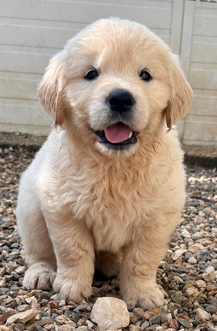 Du Coeur Des Terres - Chiots disponibles - Golden Retriever